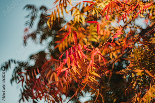 red and yellow leaves on a tree