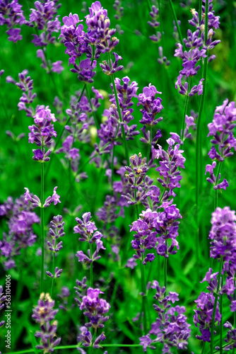 Lavender flowers. Summer in the garden. Close-up shot. Delicate charm ROYALTY-FREE STOCK PHOTO Lavender flowers. Summer in the garden. Close-up shot. Delicate charm