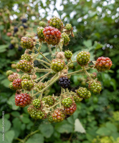 unripe black berries on a bush