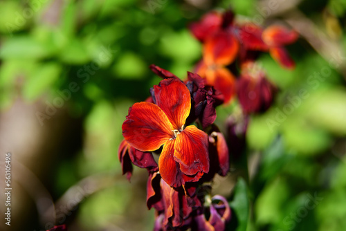 red and yellow flower dying