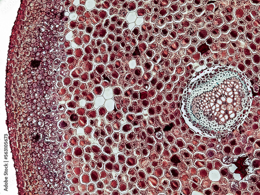 fern stem cross section under the microscope optical microscope x100