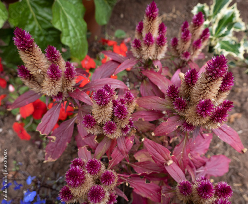 Thistle flowers in the garden