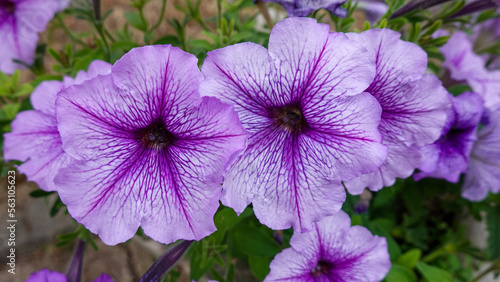 flowers in the garden