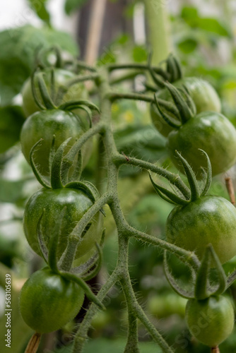 green tomatoes in the garden