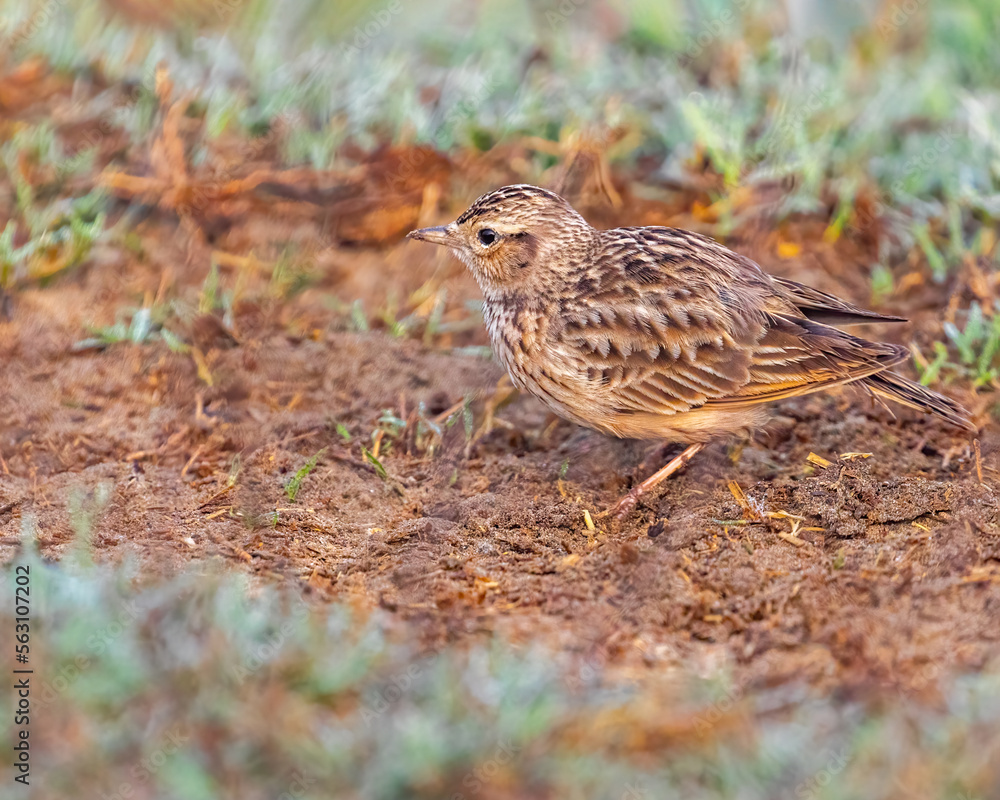 A Bush lark portrait on ground A Bush lark portrait on ground
