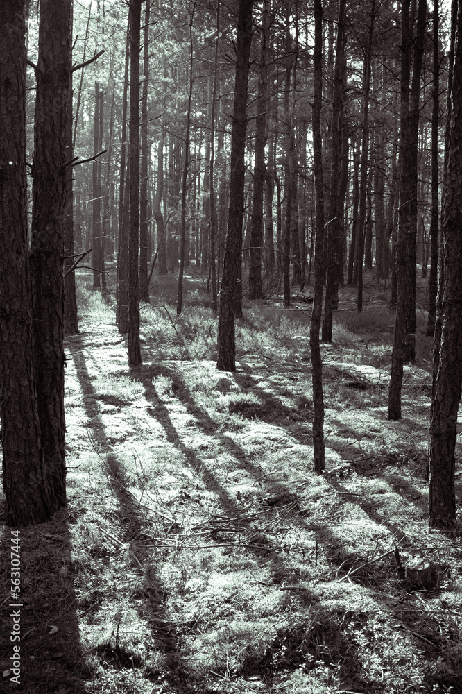 rays of light in the middle of the forest Wallpaper rays of light in the middle of the forest Wallpaper
