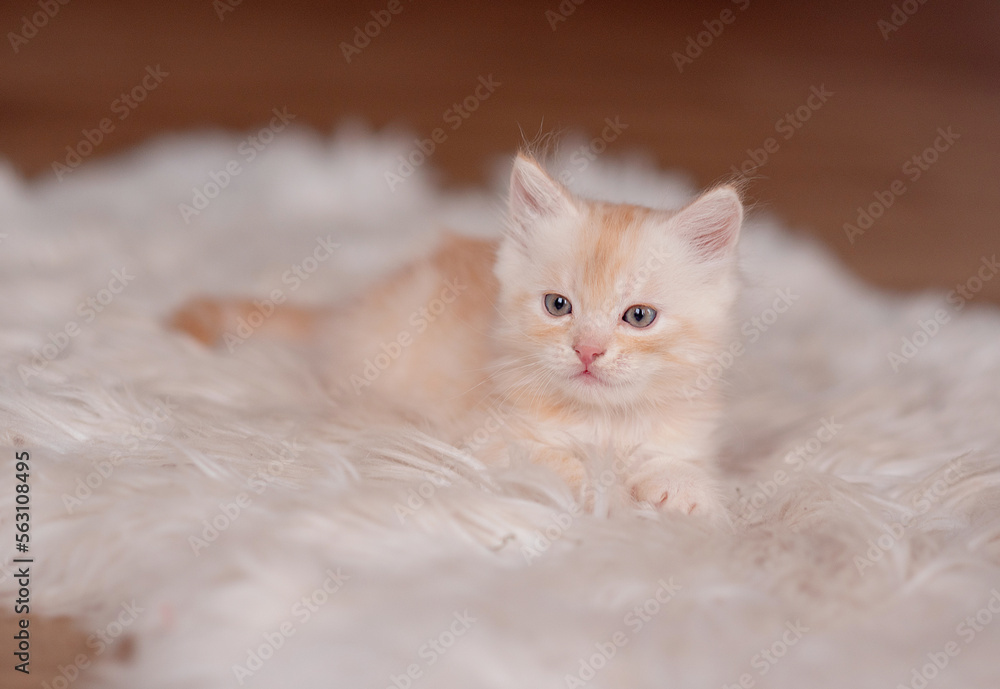 Obraz premium Cute American shorthair cat kitten