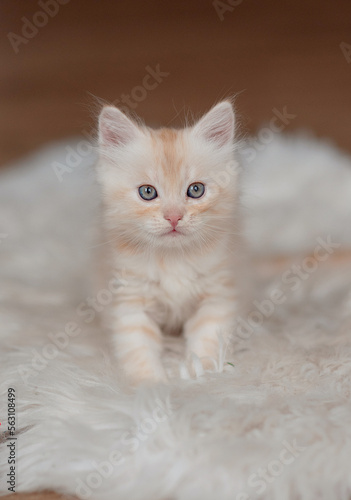 Cute American shorthair cat kitten © lavju83