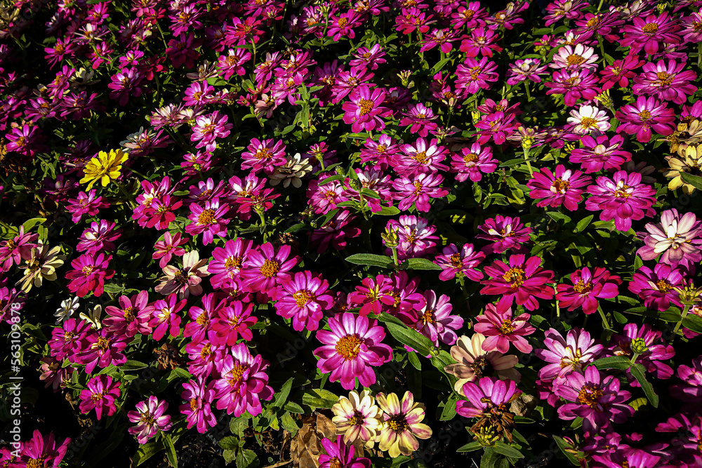 Fototapeta premium flowers in the garden