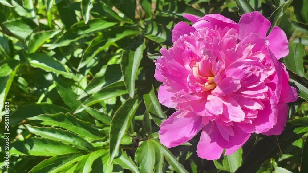 Pink peony flower on a background of emerald greenery in the garden. Pink pion. Place for text Pink peony flower on a background of emerald greenery in the garden. Pink pion. Place for text