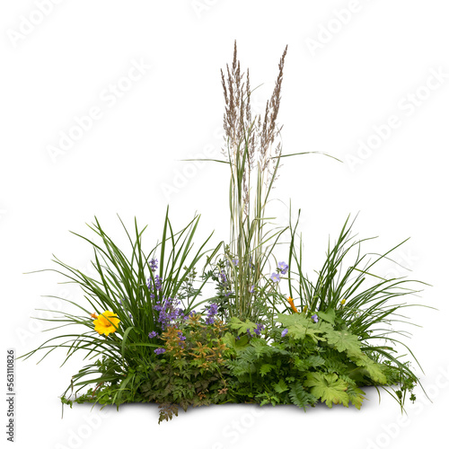 Flowerbed with blooming ornamental grass and other flowers isolated on white background