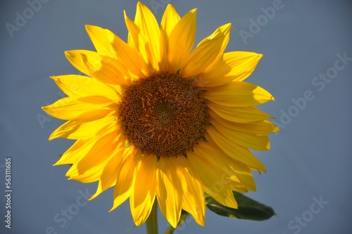 Sunflower against blue sky.A big yellow sunflower with a blue sky background