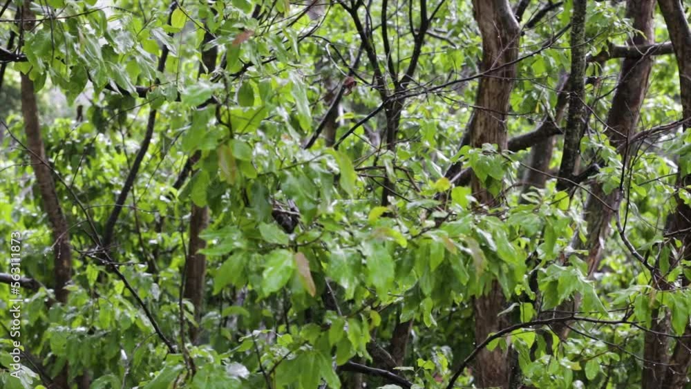 Light breeze in the forest, stirring the leaves and flowers of the rainforest tree Light breeze in the forest, stirring the leaves and flowers of the rainforest tree