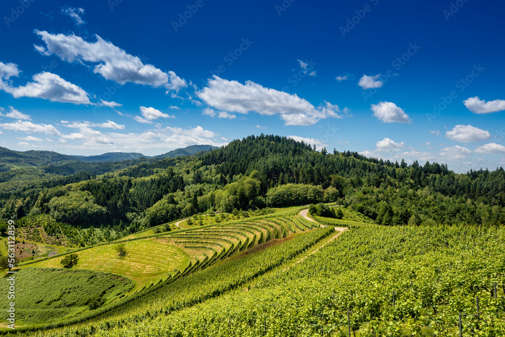 Green vineyard landscape against blue sky