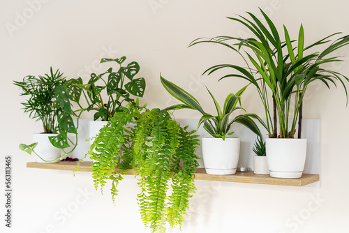 Palm tree, monstera monkey mask, fern, dracena in pots on a shelf. Stylish wooden shelves with green houseplants. Modern room decor. Home garden concept. Still life with plants 