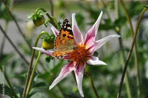 Anemone hupehensis, called «Prinz Heinrich». Flowers of the Japanese anemone, Anemone hupehensis.Vanessa cardui butterfly flower.