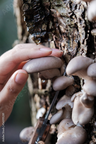 Canvas Print Woman's hand foraging Grey Oyster Mushrooms growing on a tree