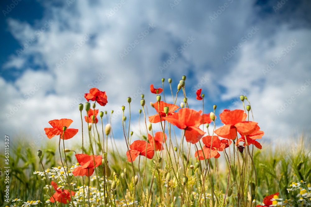 Poppies and cereals on the wayside under cloudy sky Poppies and cereals on the wayside under cloudy sky