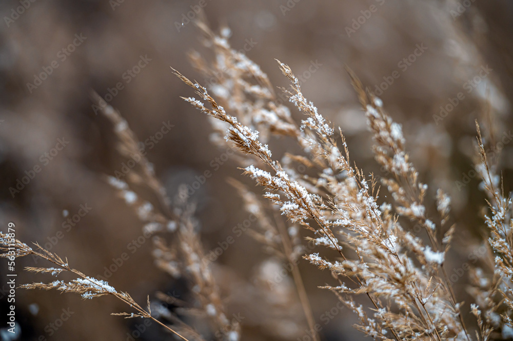 Winter view with snowy stalks of dry grass on a blurred background during a snowfall. Closeup Winter view with snowy stalks of dry grass on a blurred background during a snowfall. Closeup