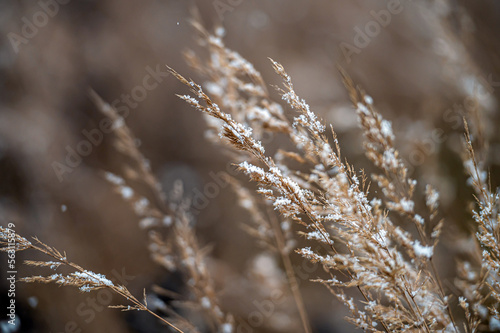 Winter view with snowy stalks of dry grass on a blurred background during a snowfall. Closeup © ako-photography