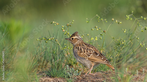 Sky Lark (Alauda arvensis) sitting in grass with a green background.