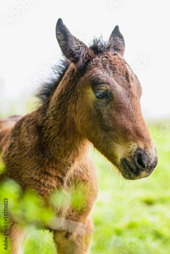 adorable little horse in the meadow