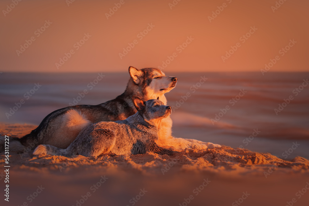 Alaskan malamute and blue heeler dogs at sunset
