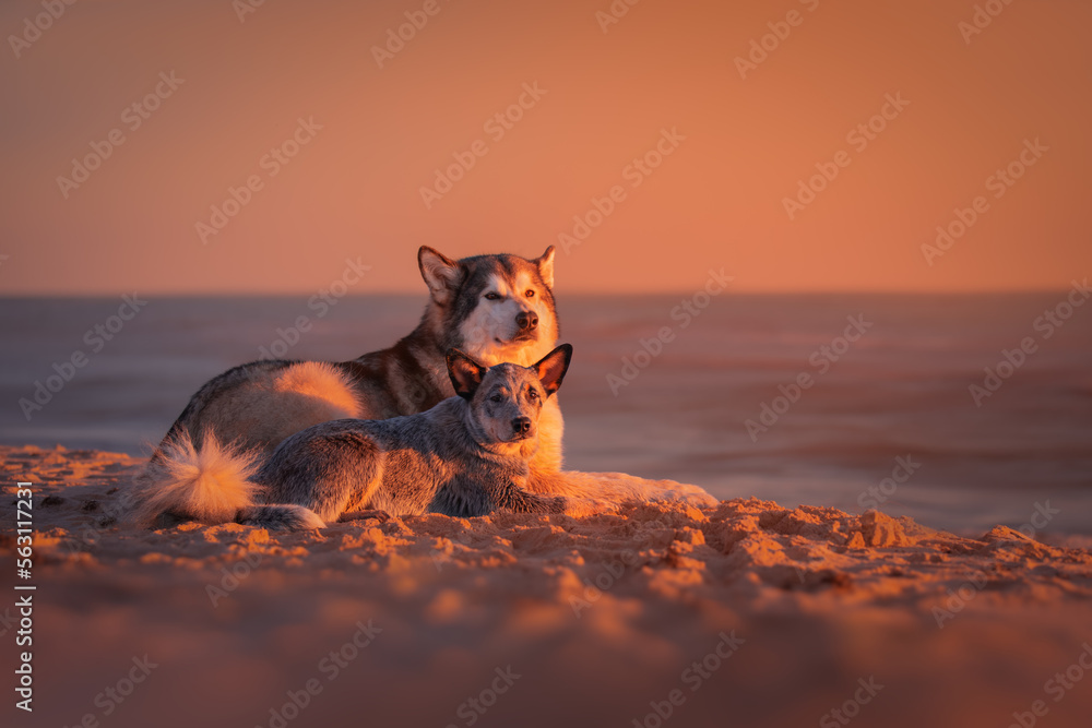 Alaskan malamute and blue heeler dogs at sunset