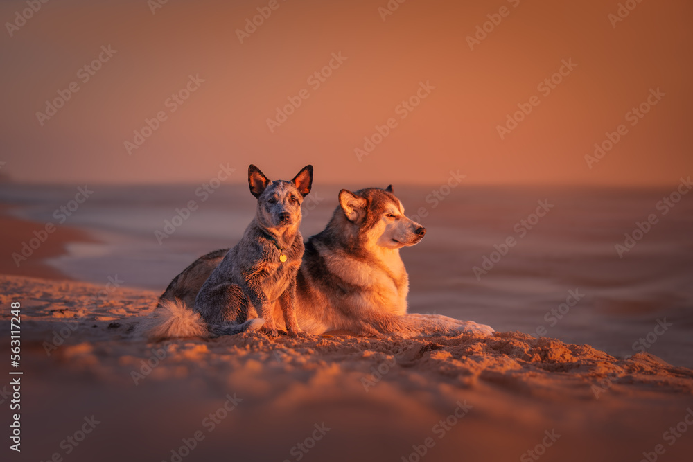 Alaskan malamute and blue heeler dogs at sunset