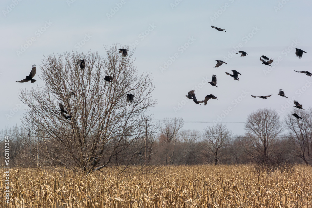 A Flock Of Crows Flying Near A Cornfield In Winter A Flock Of Crows Flying Near A Cornfield In Winter