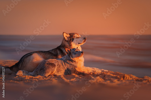 Obraz na płótnie Alaskan malamute and blue heeler dogs at sunset w salonie