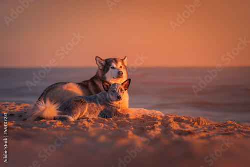 Obraz na płótnie Alaskan malamute and blue heeler dogs at sunset w salonie
