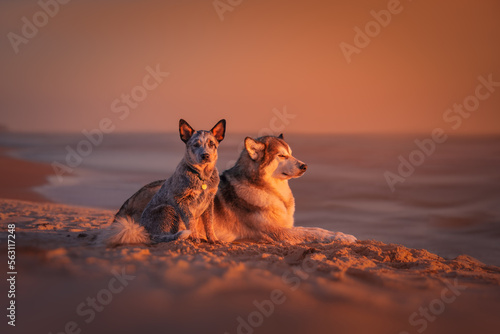 Alaskan malamute and blue heeler dogs at sunset