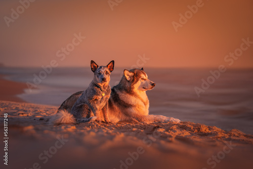 Obraz na płótnie Alaskan malamute and blue heeler dogs at sunset w salonie