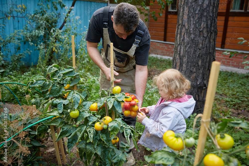 Fototapeta premium Dad and daughter are picking tomatoes. portrait of farmers family , dad and daughter holding boxes with fresh vegetables, harvest on farm.