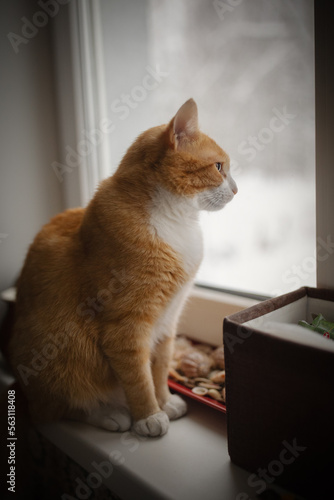 Warm cozy cat at home