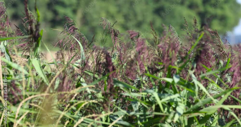 Grass growing on the territory of a swamp and swampy area, green grass in windy weather on a swamp in summer Grass growing on the territory of a swamp and swampy area, green grass in windy weather on a swamp in summer