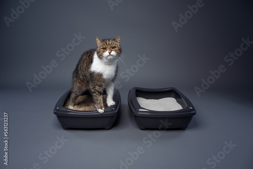 two cat litter boxes with clay and organic cat litter. concept image for side by side comparison of degradable and undegradable waste. cat using toilet photo