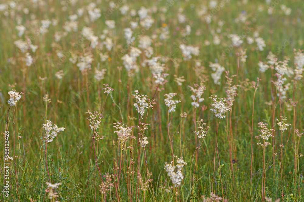 Filipendula vulgaris, commonly known as dropwort or fern-leaf dropwort. Flowers and buds. Blooming meadow.