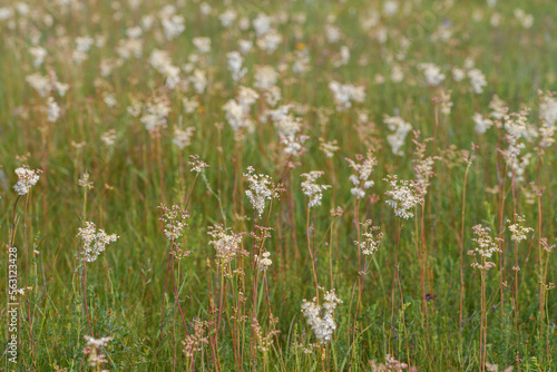 Filipendula vulgaris, commonly known as dropwort or fern-leaf dropwort. Flowers and buds. Blooming meadow.