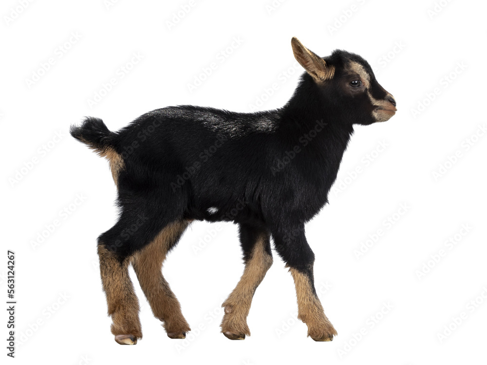 Cute black brown baby pygmy goat, walking side ways. Looking straight ahead. Isolated cutout on transparent background. Cute black brown baby pygmy goat, walking side ways. Looking straight ahead. Isolated cutout on transparent background.
