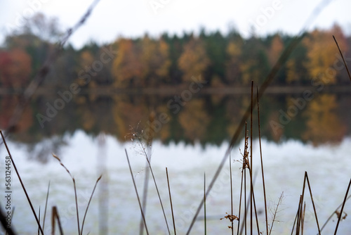 lake reeds fall