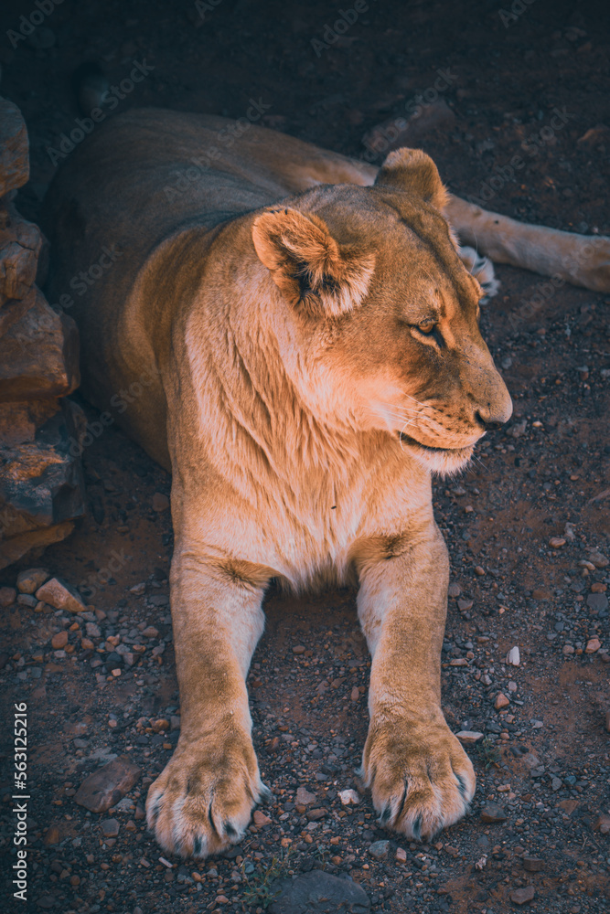 Obraz premium Lioness at the Safari 