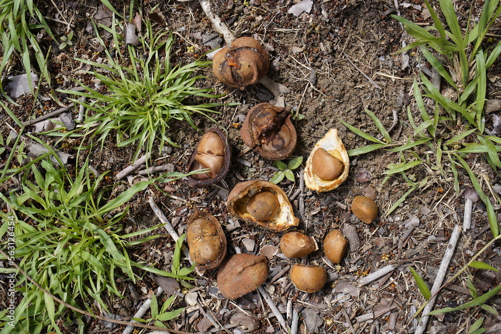 Antiroba seed oil (Carapa guianensis) of the Meliaceae family, obtained from the vegetable fat, is used for medicinal purposes (skin injuries, irritations) and to repel insects, especially mosquitoes
Antiroba seed oil (Carapa guianensis) of the Meliaceae family, obtained from the vegetable fat, is used for medicinal purposes (skin injuries, irritations) and to repel insects, especially mosquitoes