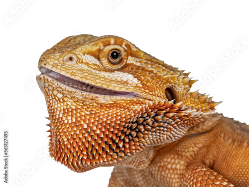 Head shot of young adult orange Bearded Dragon aka Pogona Vitticeps from the side. Isolated cutout on transparent background.