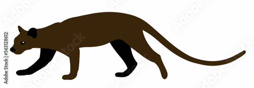 Fossa vector illustration isolated on white