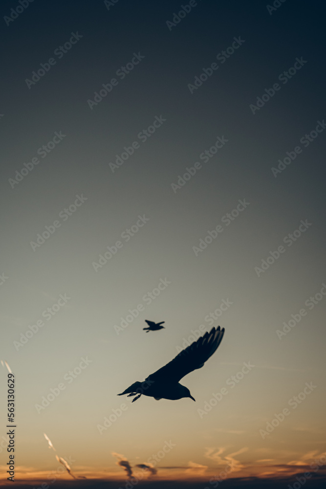 Fototapeta premium Sun is shining and birds silhouettes fly sunset sky go home.