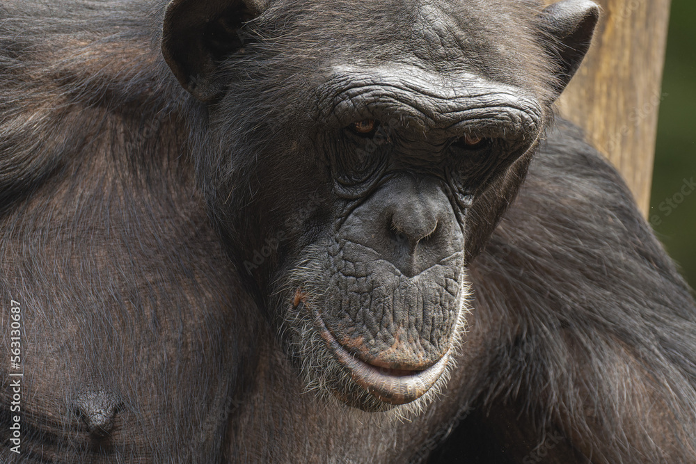 Naklejka premium Apes