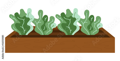 Wooden box, crate with soil, ground and greenery sprouts, seedling in cartoon flat style isolated on white background. Vegetables farming, organic food Greenhouse, spring, agriculture concept.