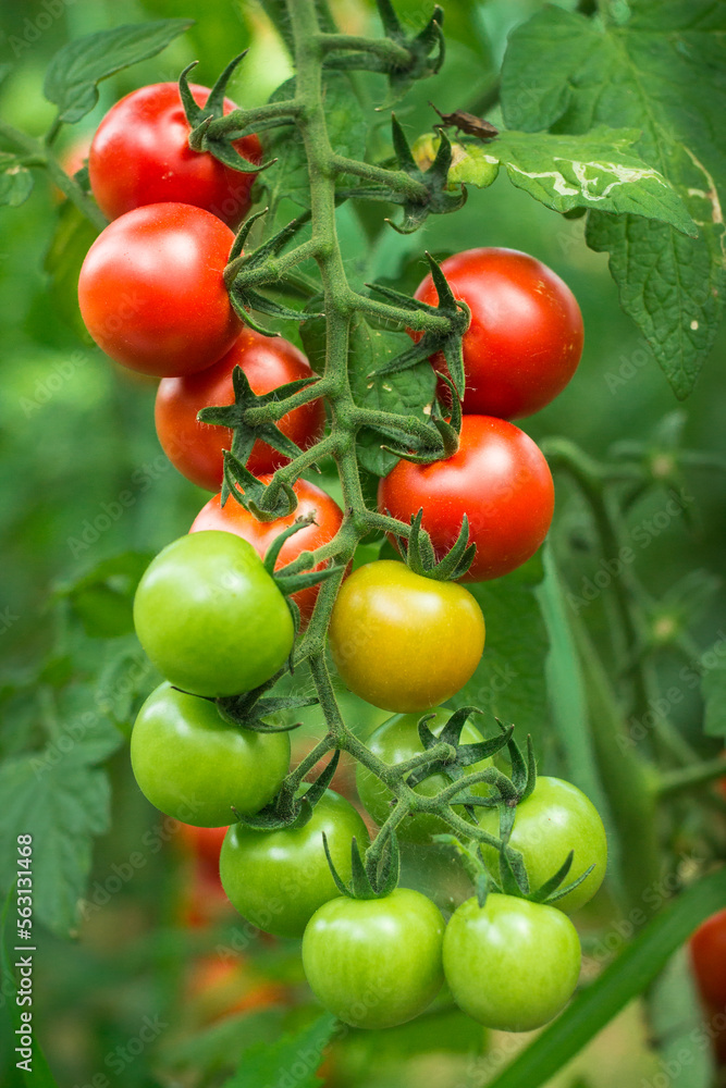 ripe and unripe red cherry tomatoes in organic garden on a blurred background of greenery. Eco-friendly natural products, rich fruit harvest. Close up macro.